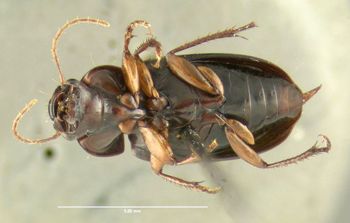 Media type: image;   Entomology 600484 Aspect: habitus ventral view